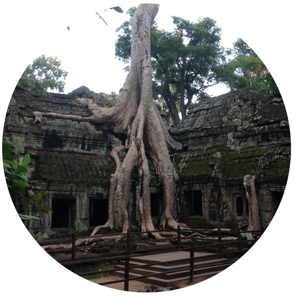 Ta Prohm in Cambodja, Angkor • Cambodja
